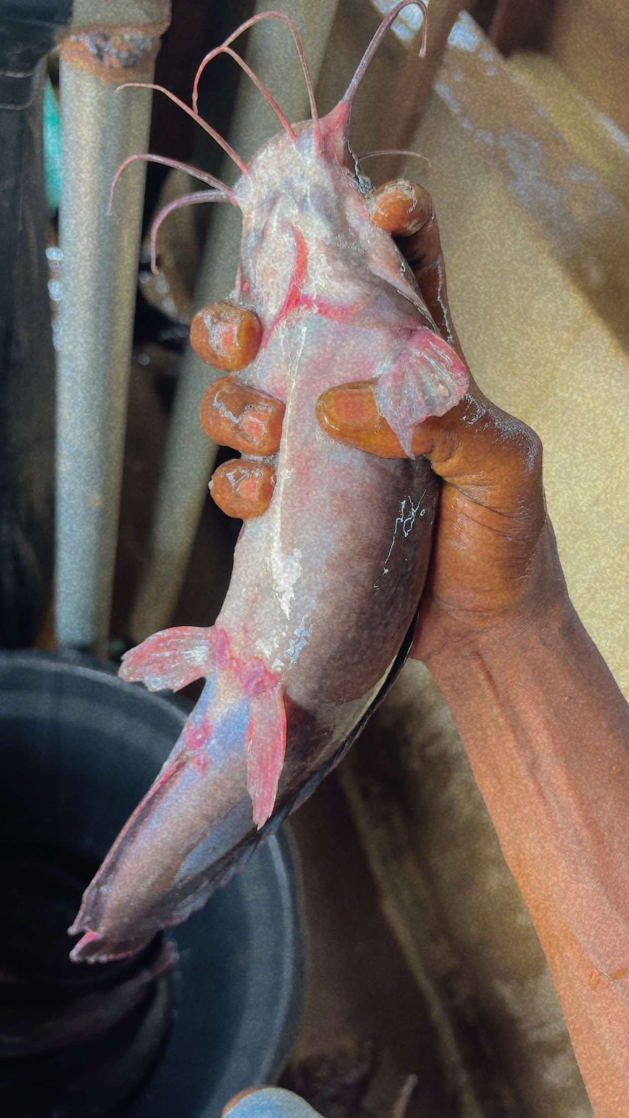 Fresh Catfish — O&J Harvest Nigeria