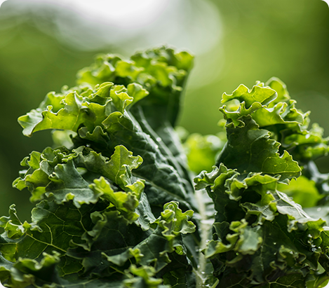 Broiler Chicken (Live)